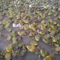 大量批发牛蛙炭火牛蛙冷冻牛蛙，一手货全国发货常年供应
