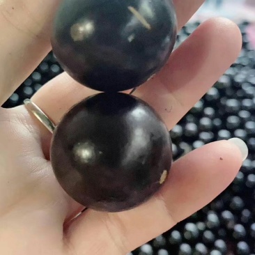 树葡萄沙巴嘉宝果热带水果
