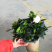 子扼花