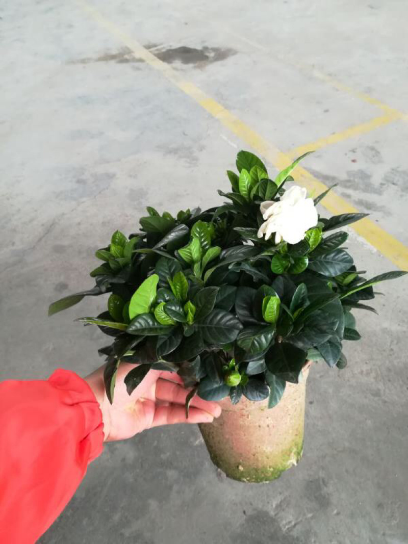 子扼花