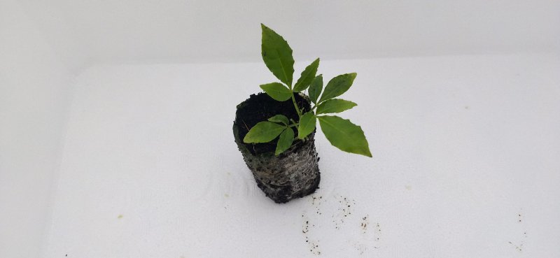 三叉苦苗三叉虎大量供应欢迎定购基地直销品种纯正