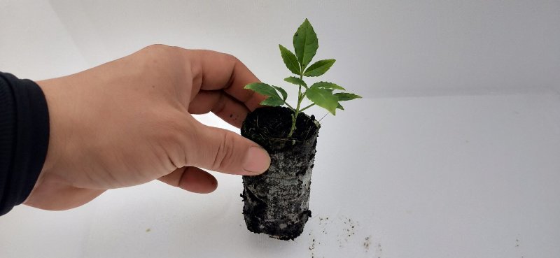 三叉苦苗三叉虎大量供应欢迎定购基地直销品种纯正