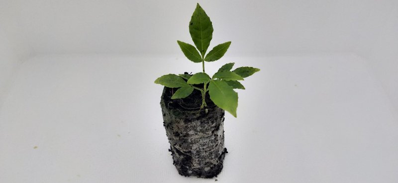 三叉苦苗三叉虎大量供应欢迎定购基地直销品种纯正