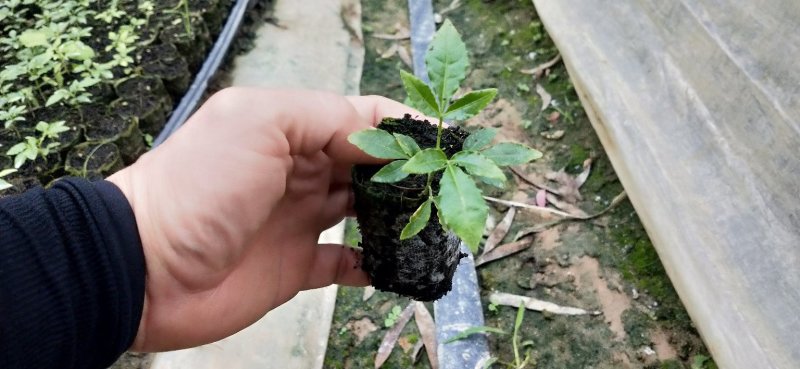 三叉苦苗三叉虎大量供应欢迎定购基地直销品种纯正