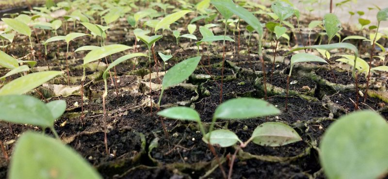 土茯苓苗正宗白肉土茯苓苗品种纯正基地直销