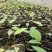 土茯苓苗正宗白肉土茯苓苗品种纯正基地直销