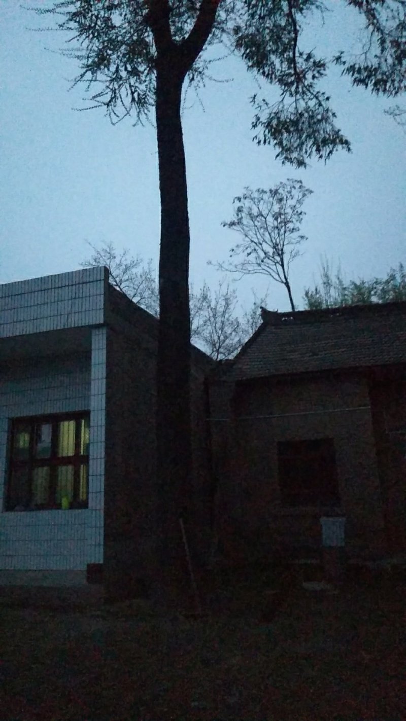 老榆树