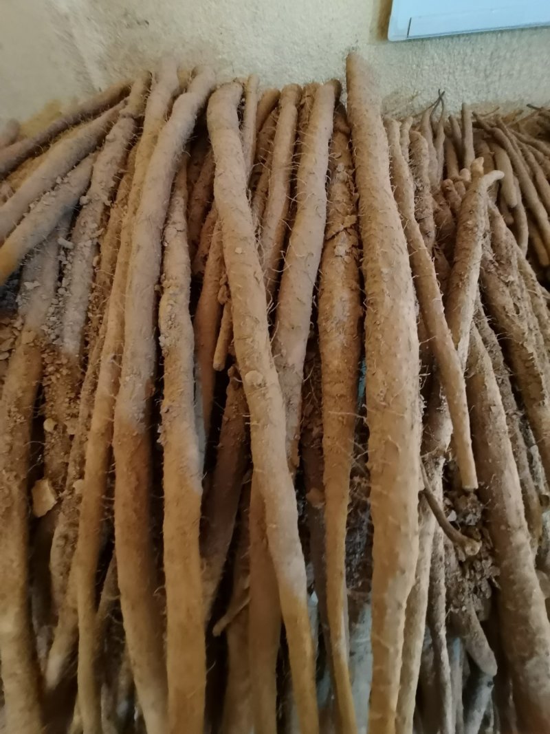 原土紫药，一手货源低价供货，千亩种植产地直供，现货现发