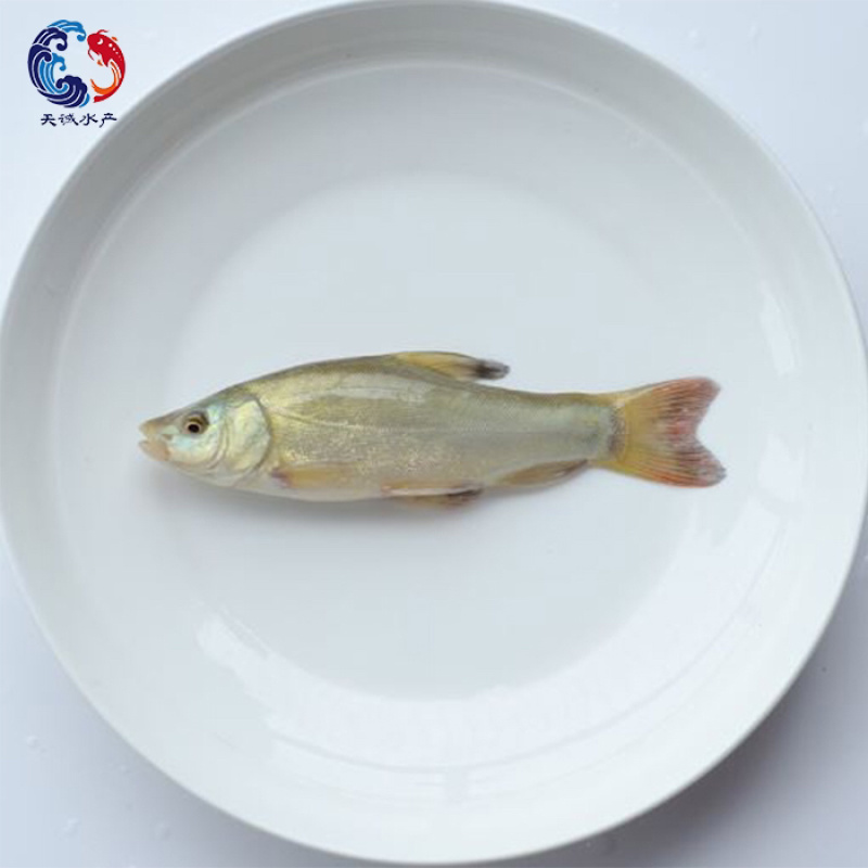 广东优质丁桂鱼苗丁岁鱼岁鱼苗须桂鱼苗丁穗鱼金岁苗