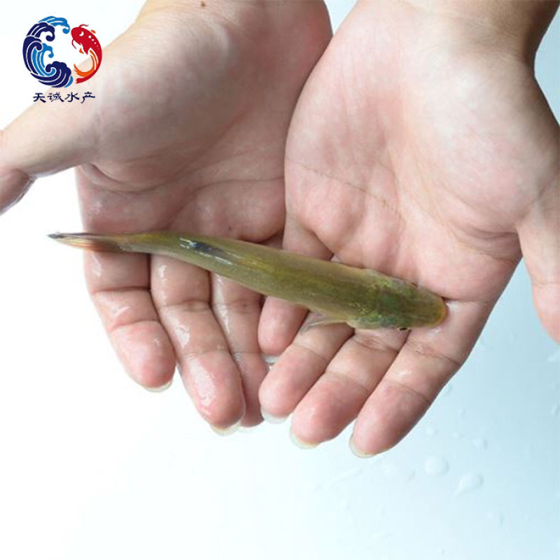 广东优质丁桂鱼苗丁岁鱼岁鱼苗须桂鱼苗丁穗鱼金岁苗