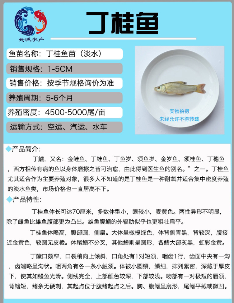 广东优质丁桂鱼苗丁岁鱼岁鱼苗须桂鱼苗丁穗鱼金岁苗