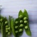 代办代发青豌豆荚