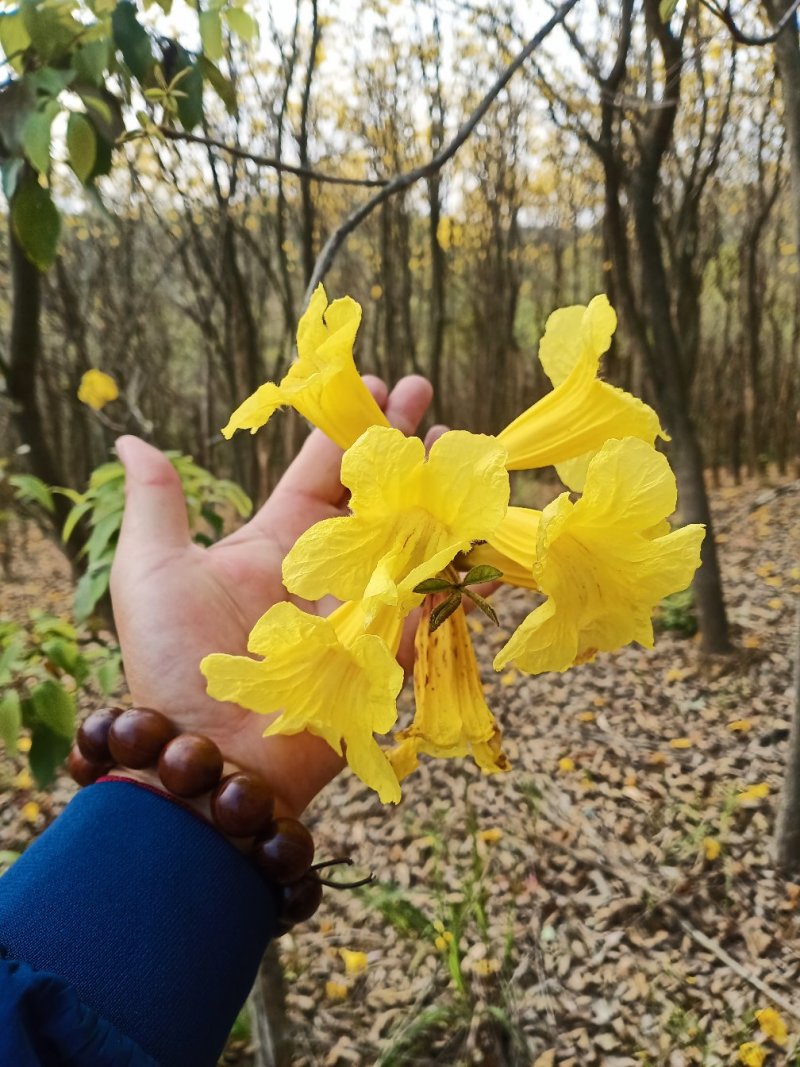 黄花风铃木3分到20分的地苗出售
