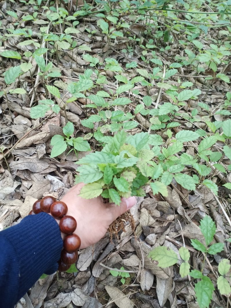 黄花风铃木3分到20分的地苗出售