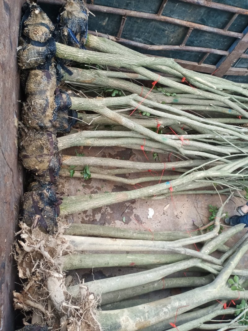 黄花风铃木3分到20分的地苗出售
