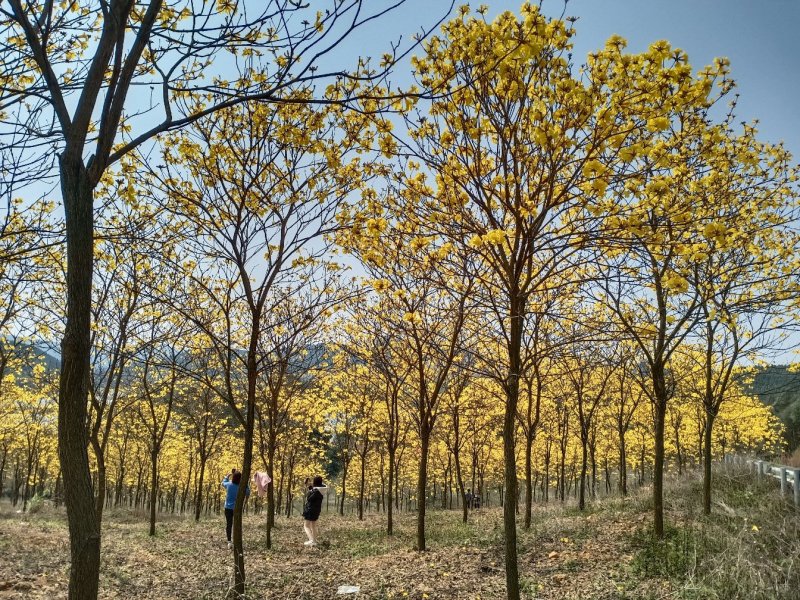 黄花风铃木3分到20分的地苗出售