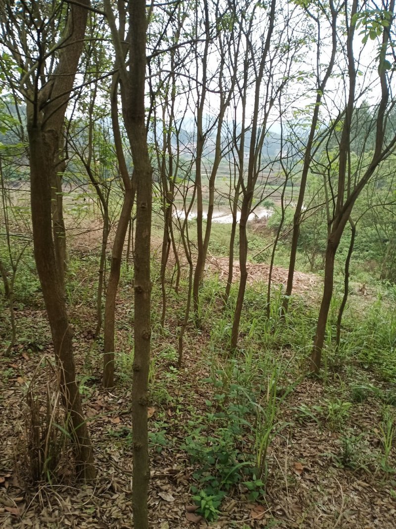 黄花风铃木3分到20分的地苗出售