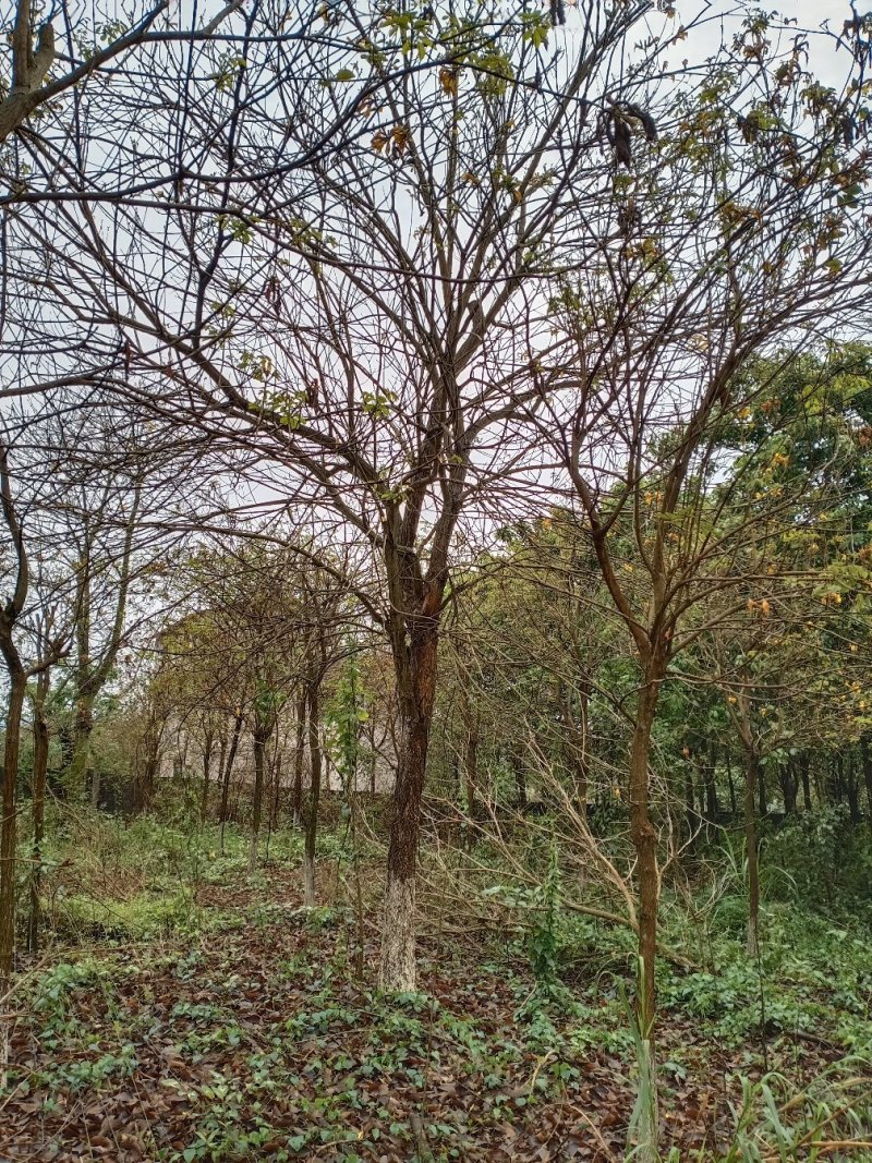 黄花风铃木3分到20分的地苗出售