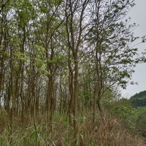 黄花风铃木3分到20分的地苗出售