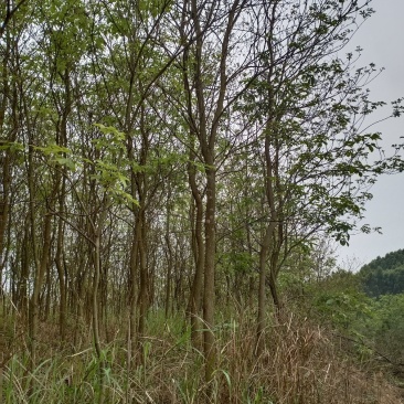黄花风铃木3分到20分的地苗出售