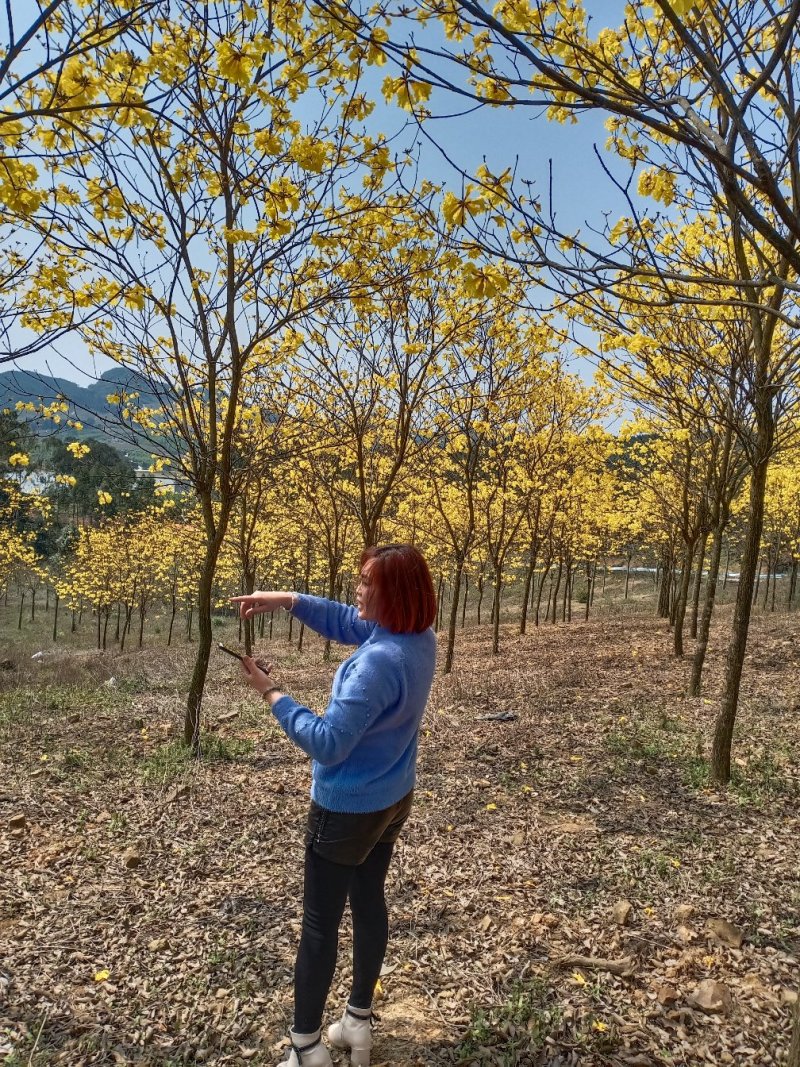 黄花风铃木3分到20分的地苗出售