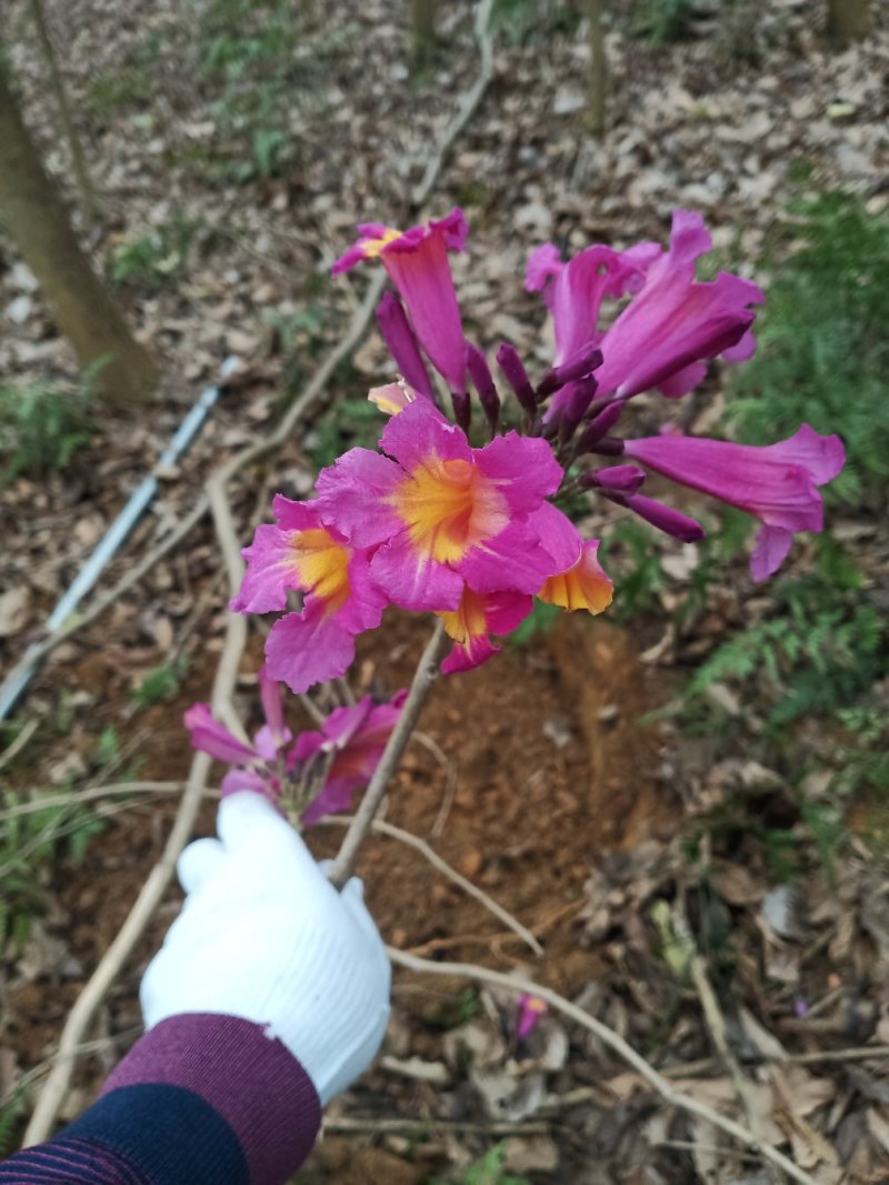 紫花风铃木出售