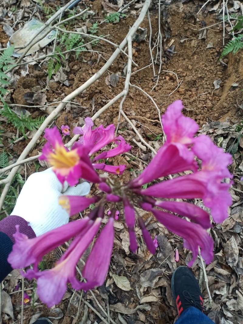 紫花风铃木出售