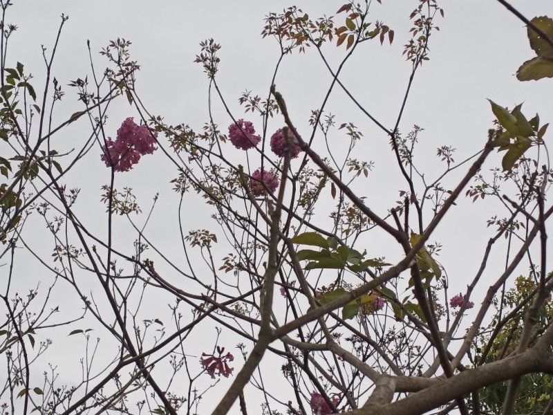 紫花风铃木出售