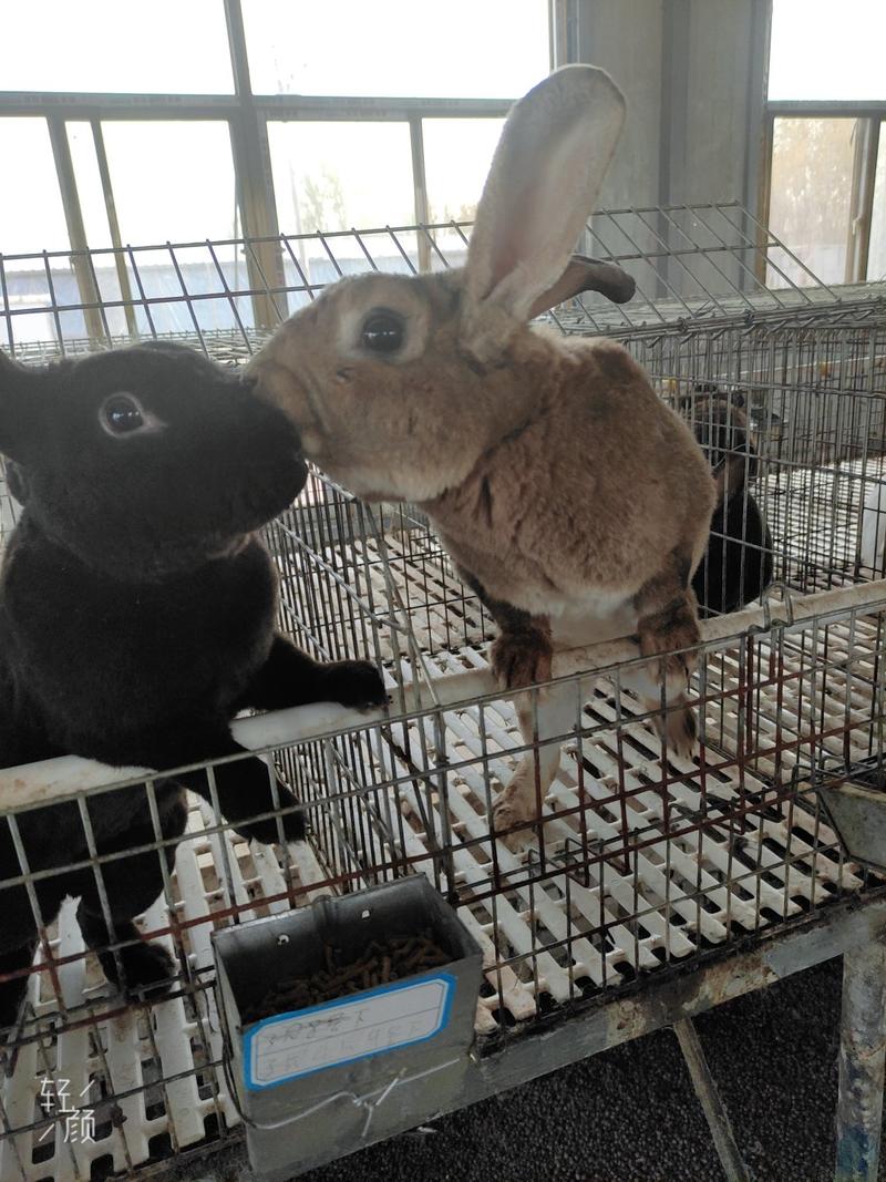 有喜欢养殖獭兔肉兔宠物兔的朋友们联系我哦，喜欢吃鲜兔肉的