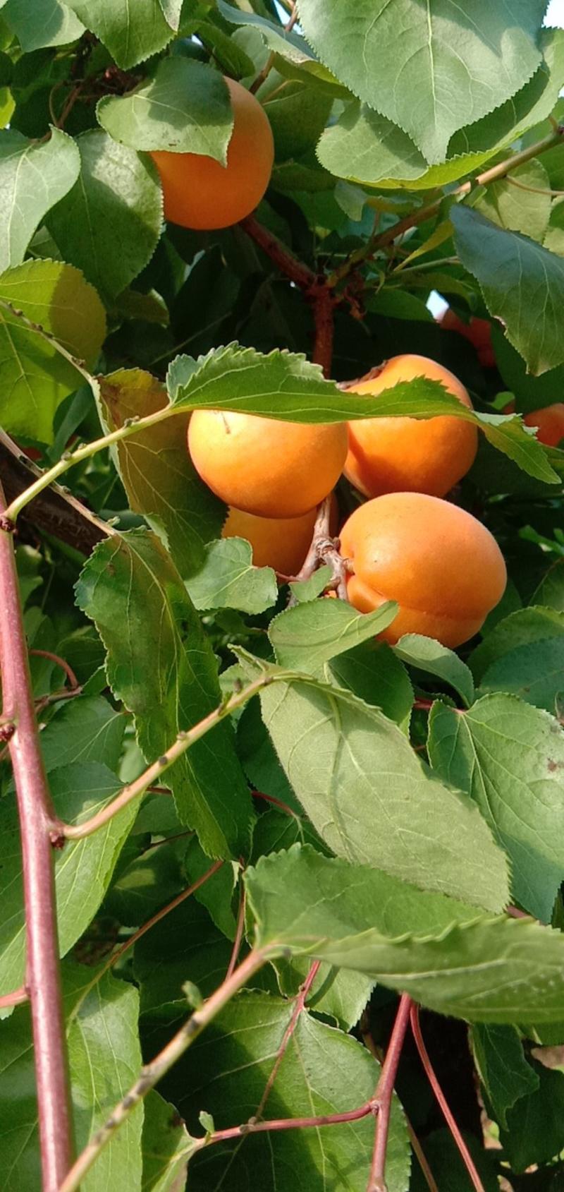 山西夏县温棚大杏，果面鲜，口感甜，欢迎采购。
