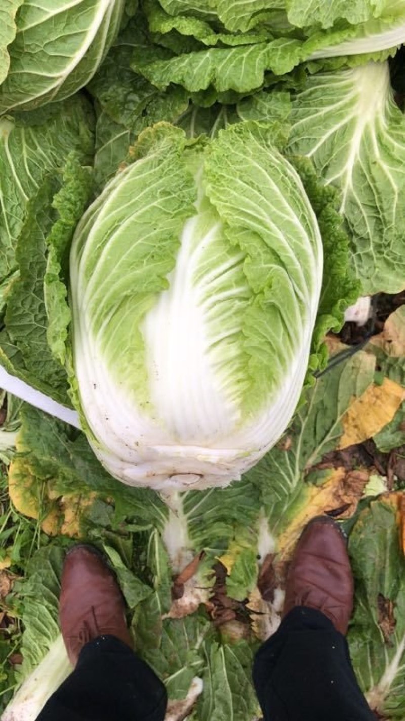 阳春白菜