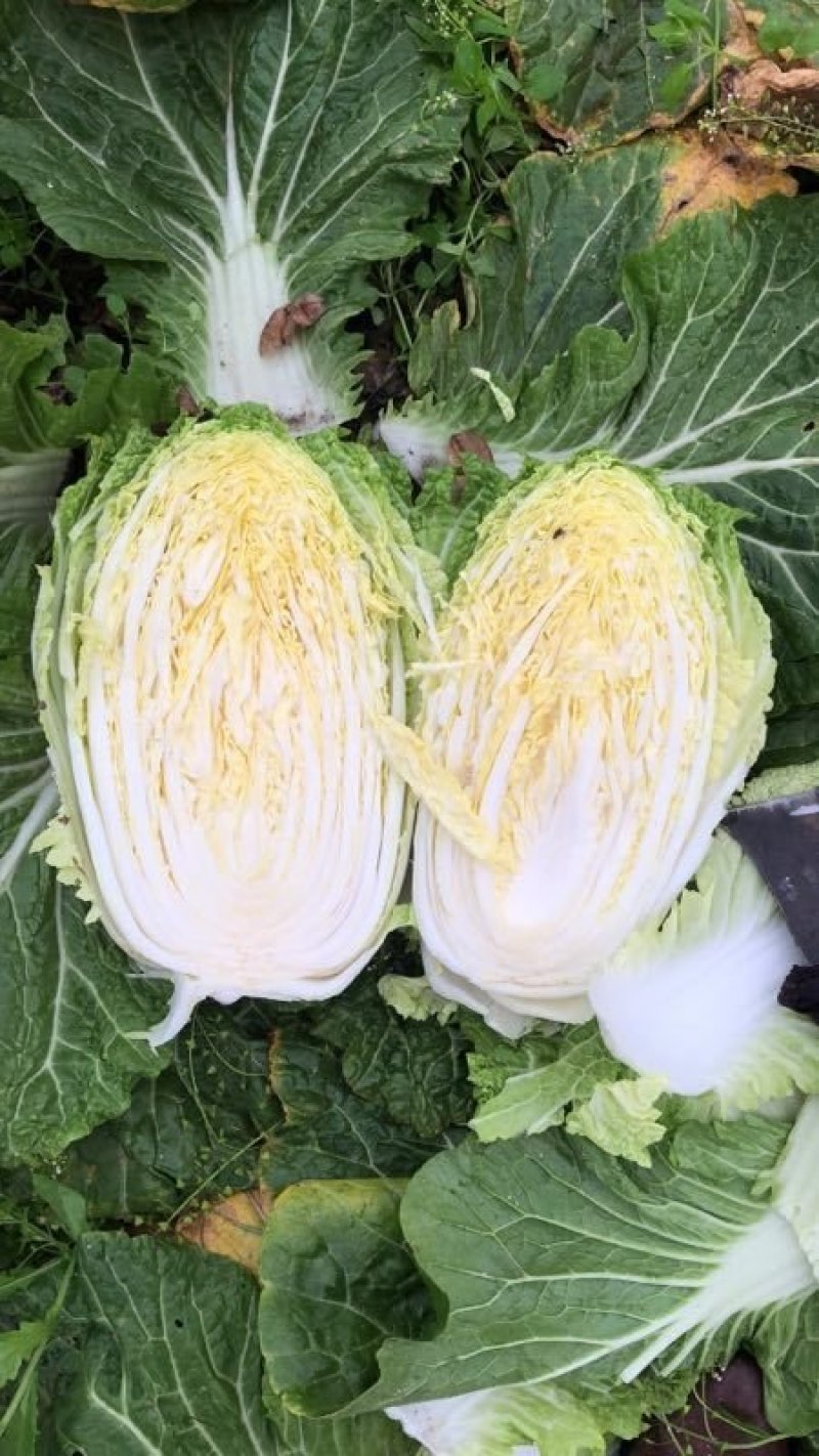 阳春白菜