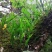 化石草深山化石草猫须草（肾精茶）一手货源量大从优