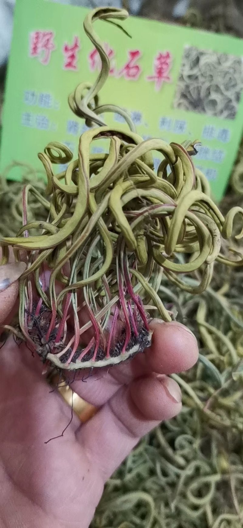 化石草深山化石草猫须草（肾精茶）一手货源量大从优