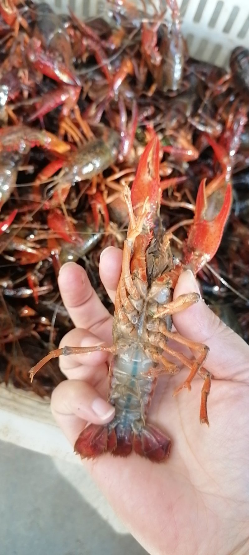 洪湖小龙虾，一手货源，货源充足，肉质饱满，底板干净。