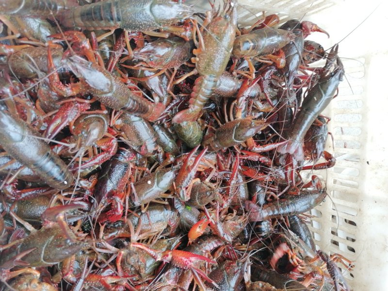 洪湖小龙虾，一手货源，货源充足，肉质饱满，底板干净。