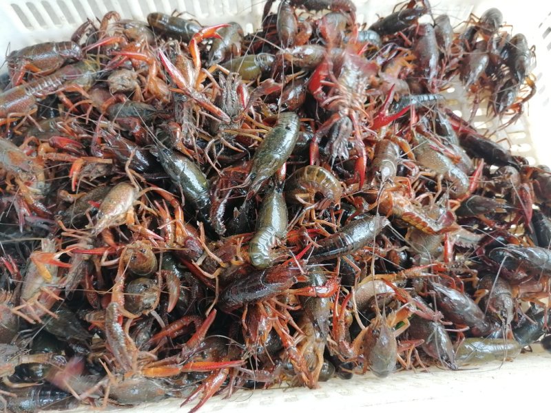 洪湖小龙虾，一手货源，货源充足，肉质饱满，底板干净。