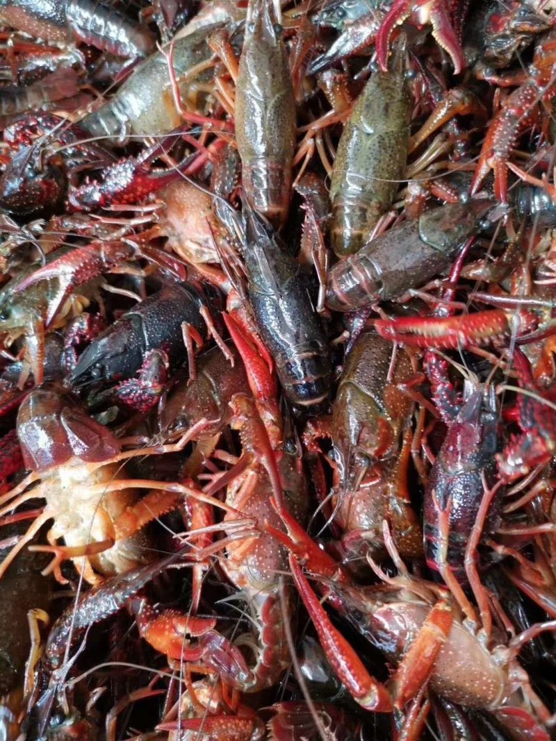 洪湖小龙虾，一手货源，货源充足，肉质饱满，底板干净。