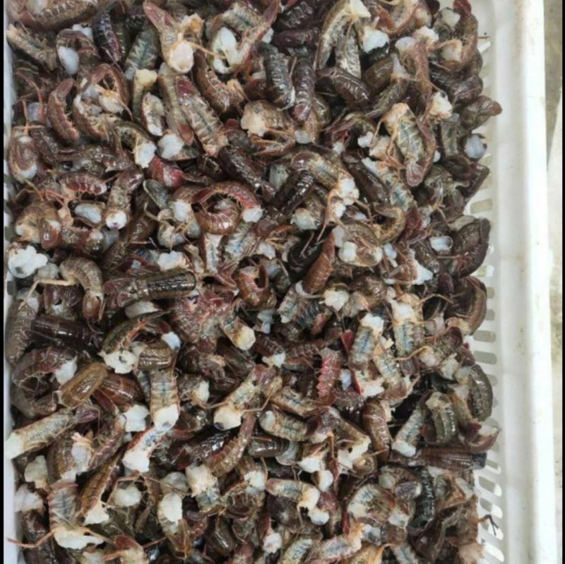 龙虾球皮薄肉厚味道鲜美，分别是一级，二级，三级，货源充足