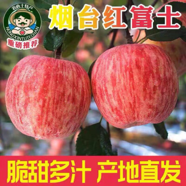 烟台栖霞红富士苹果蛇窝泊苹果