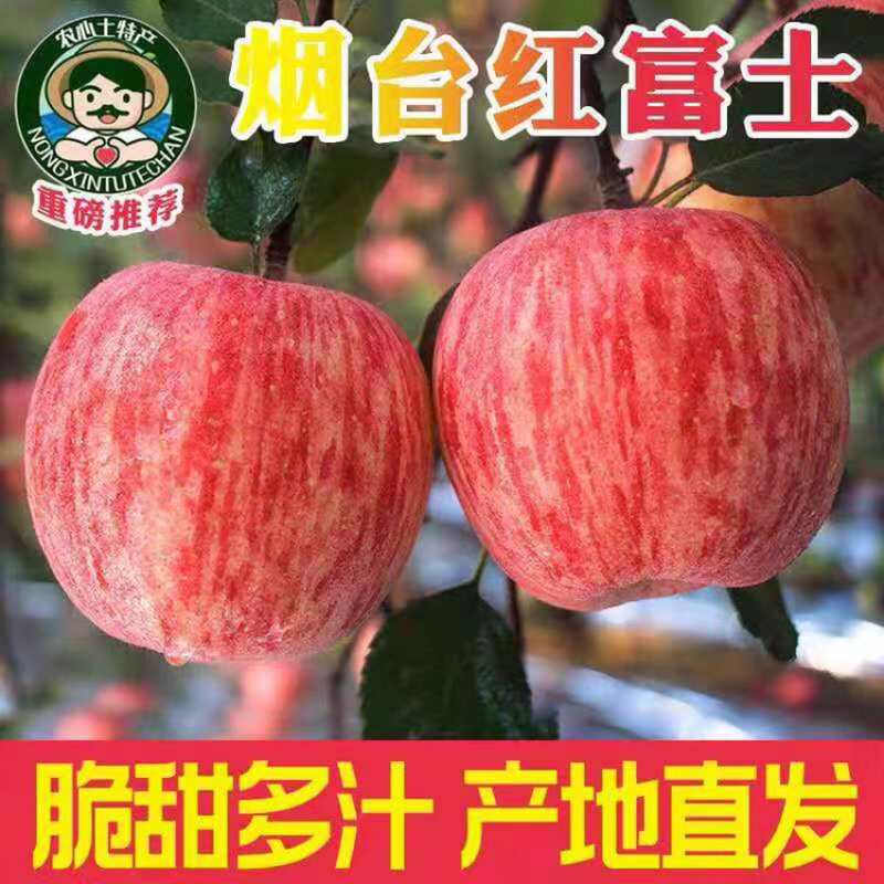 烟台栖霞红富士苹果蛇窝泊苹果