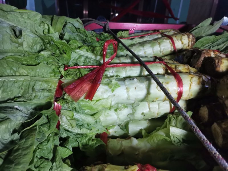 莴笋高原夏菜品质保证