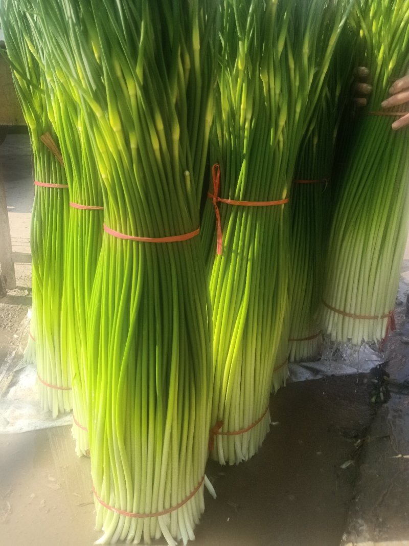 江苏徐州市丰县白包蒜薹，正宗川蒜薹，实事求是发货诚信为本