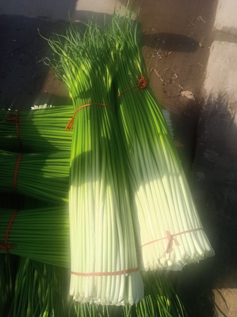 江苏徐州市丰县白包蒜薹，正宗川蒜薹，实事求是发货诚信为本