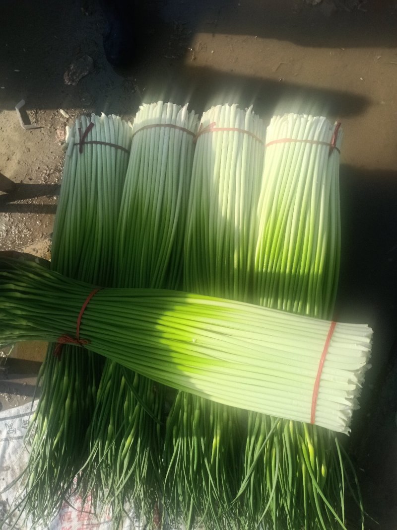 江苏徐州市丰县白包蒜薹，正宗川蒜薹，实事求是发货诚信为本
