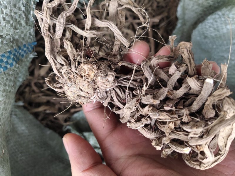 萱草根