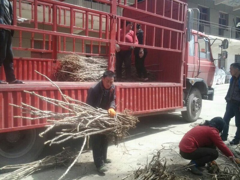 刺楸苗木供应，基地直销，价低，价低
