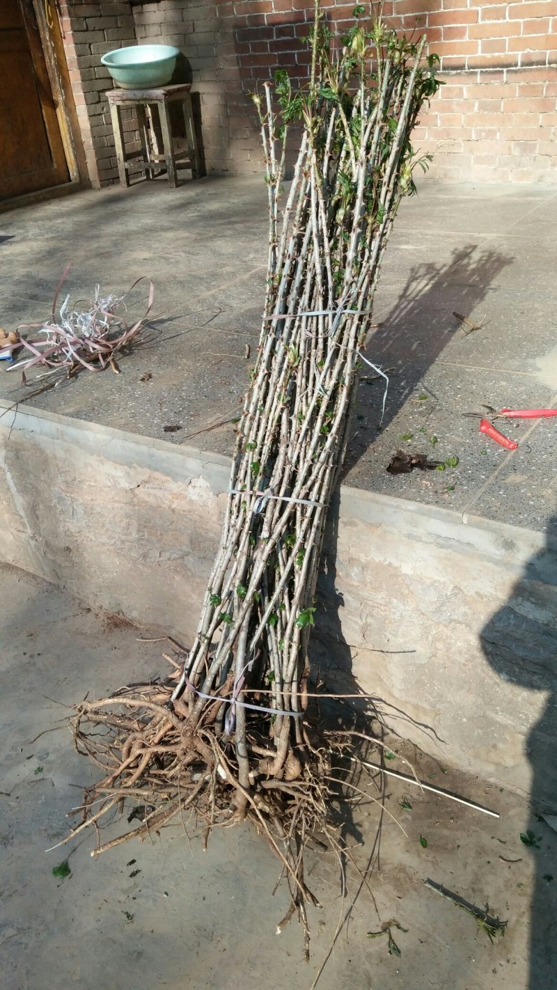 刺楸苗木供应，基地直销，价低，价低