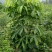 刺楸苗木供应，基地直销，价低，价低