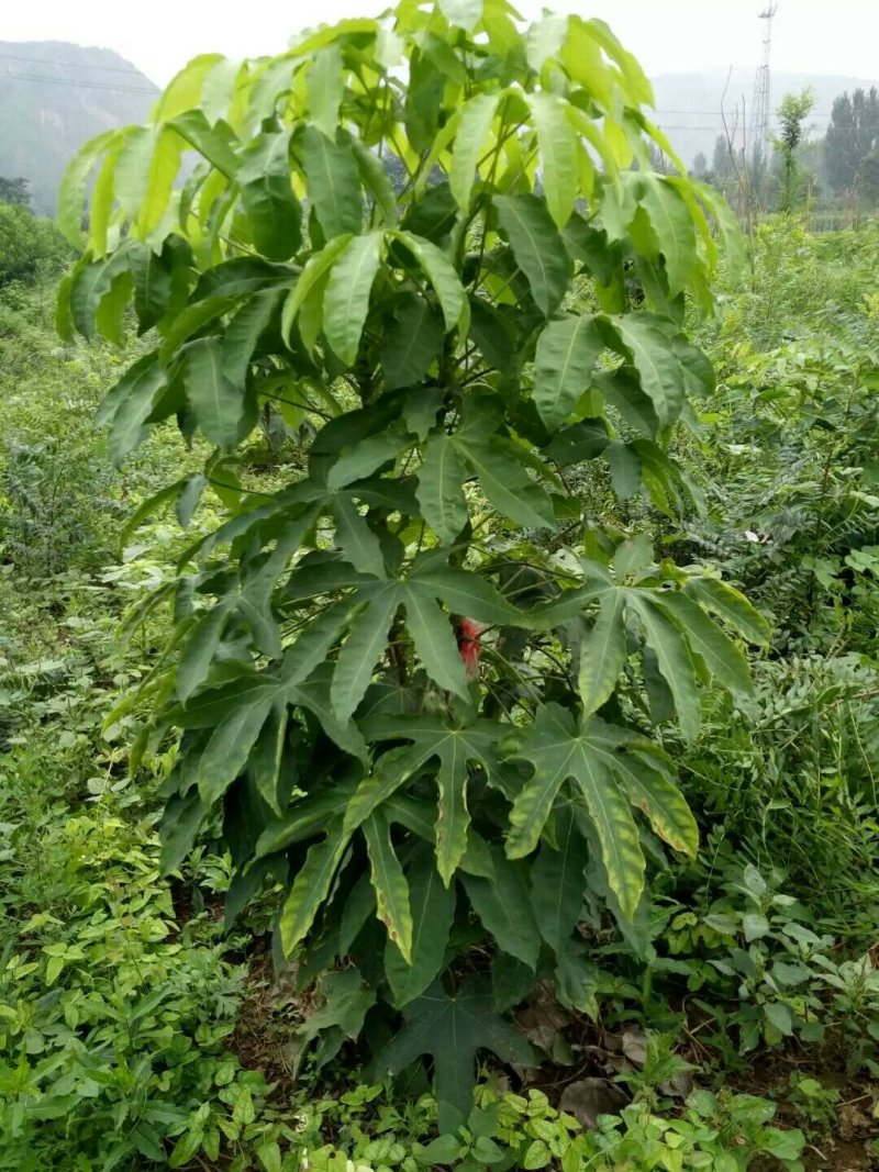 刺楸苗木供应，基地直销，价低，价低